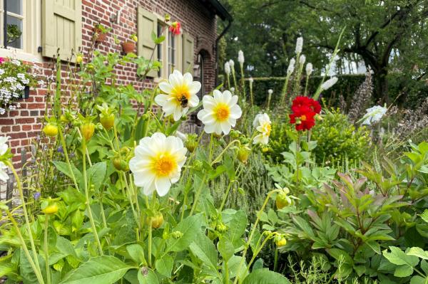 Bloemen in de tuin