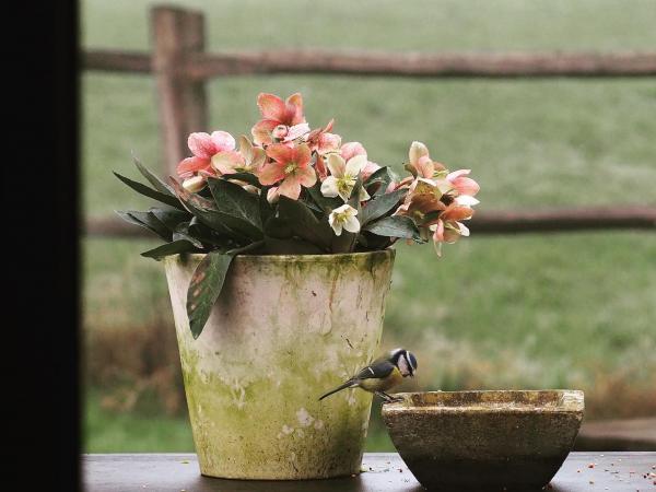 Bloemen op de omheining