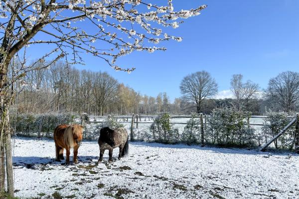 Pony's in de sneeuw