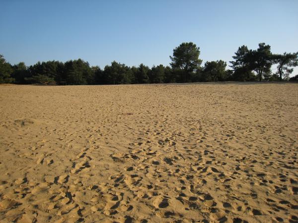 Stuifzand in Bosland