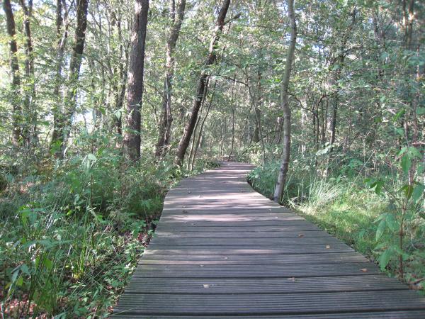 Vlonderpad door het bos