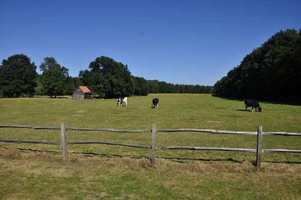 Zicht op de weide en de bossen